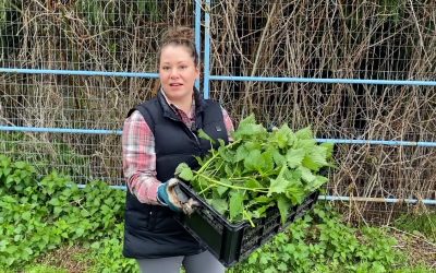 How to Harvest and Use Stinging Nettles (Safely)