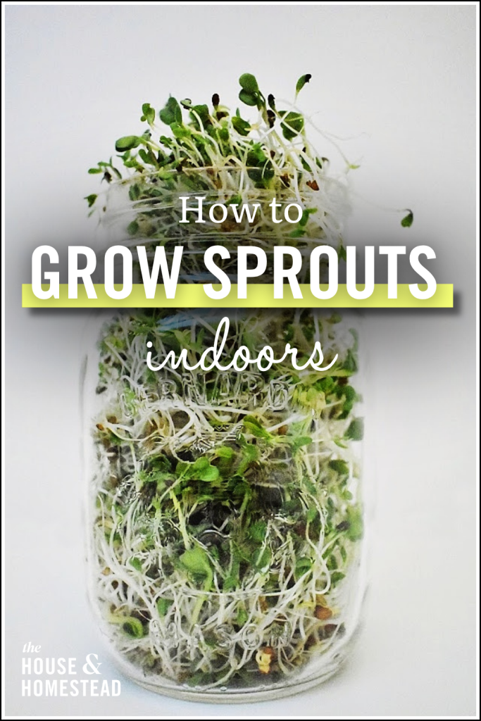 Glass jar filled with fresh green sprouts against a white background. Text overlay reads "How to Grow Sprouts Indoors" in bold letters.