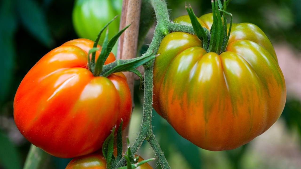 Tomato Growing Crash Course