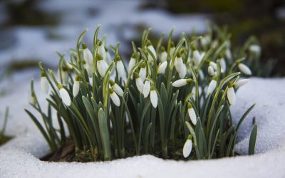 13 Winter Homesteading Activities for Modern Homesteaders