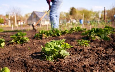 6 Steps to Living a Self-Sufficient Lifestyle