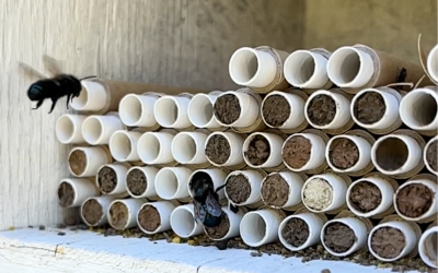 Everything You Need to Know About Keeping Mason Bees
