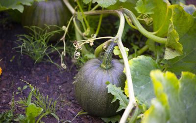 How to Grow Pumpkins From Seed