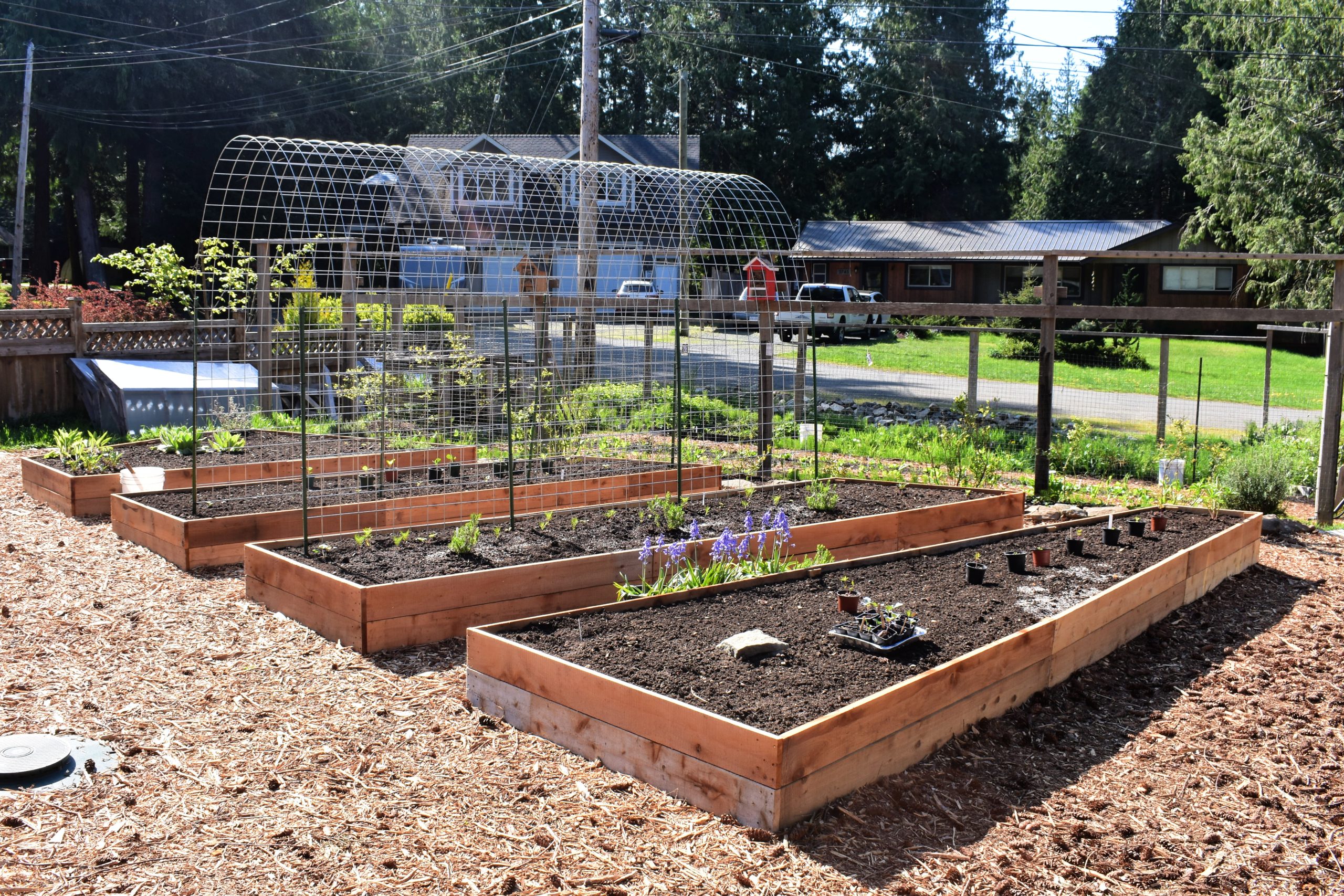 Raised garden beds with fresh soil and young plants, surrounded by a wire trellis, in a sunlit backyard. Houses and trees are in the background.
