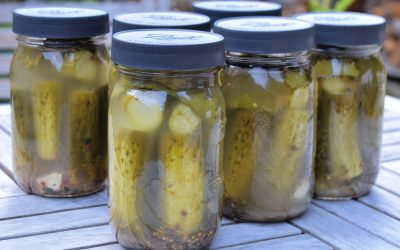 How to Make Fermented Dill Pickles (The Old-Fashioned Way)