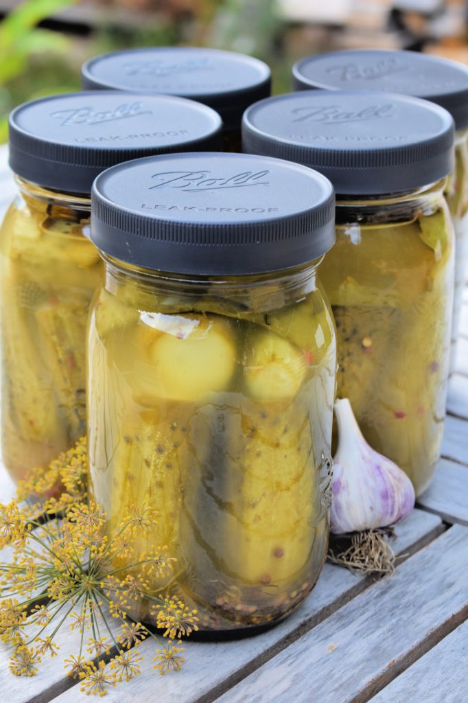 Mason jars of fermented garlic dill pickles sealed with a black lid, surrounded by fresh garlic and dill flowers on a rustic table.