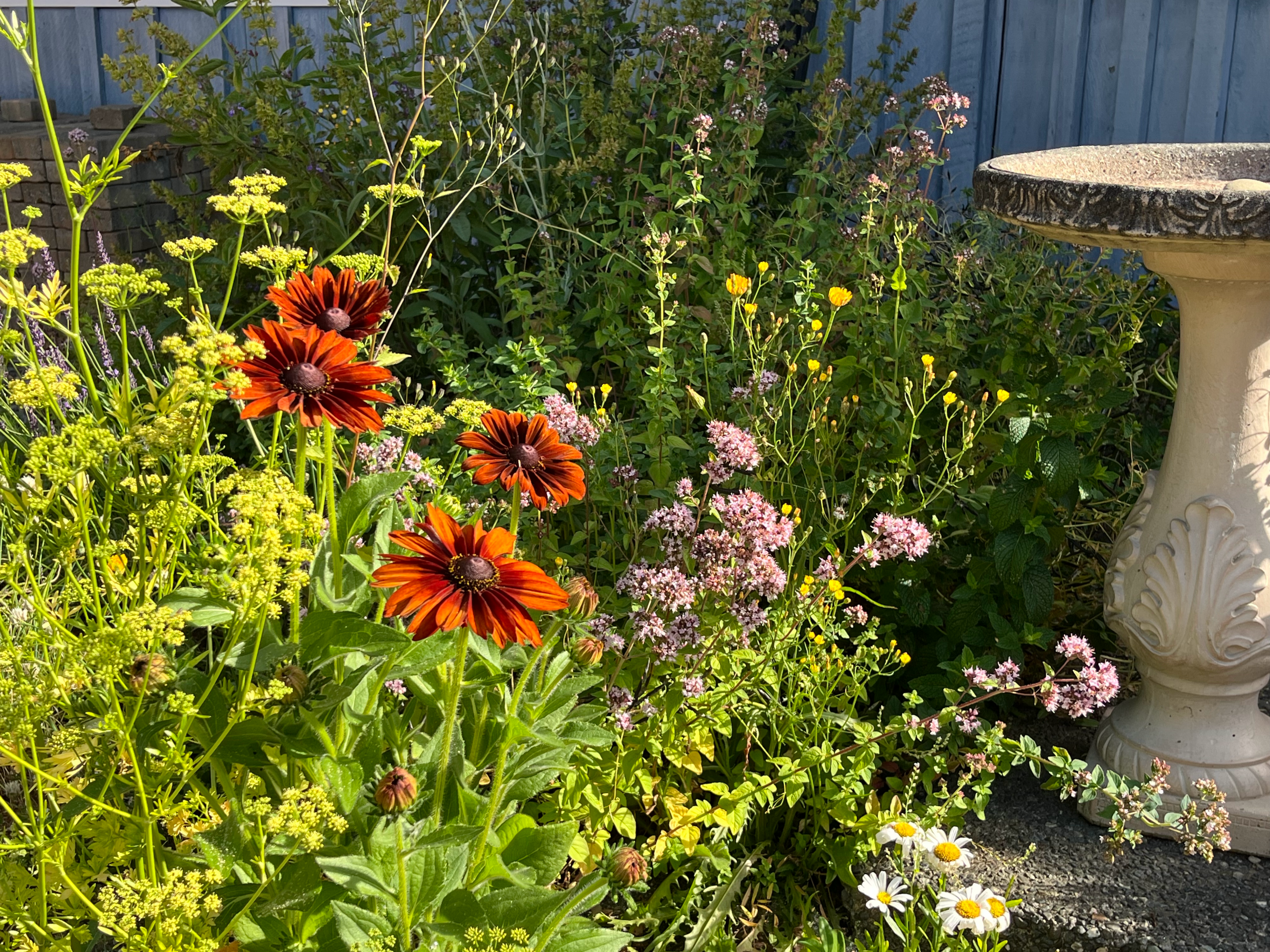Herb garden with flowers beside a bird bath.