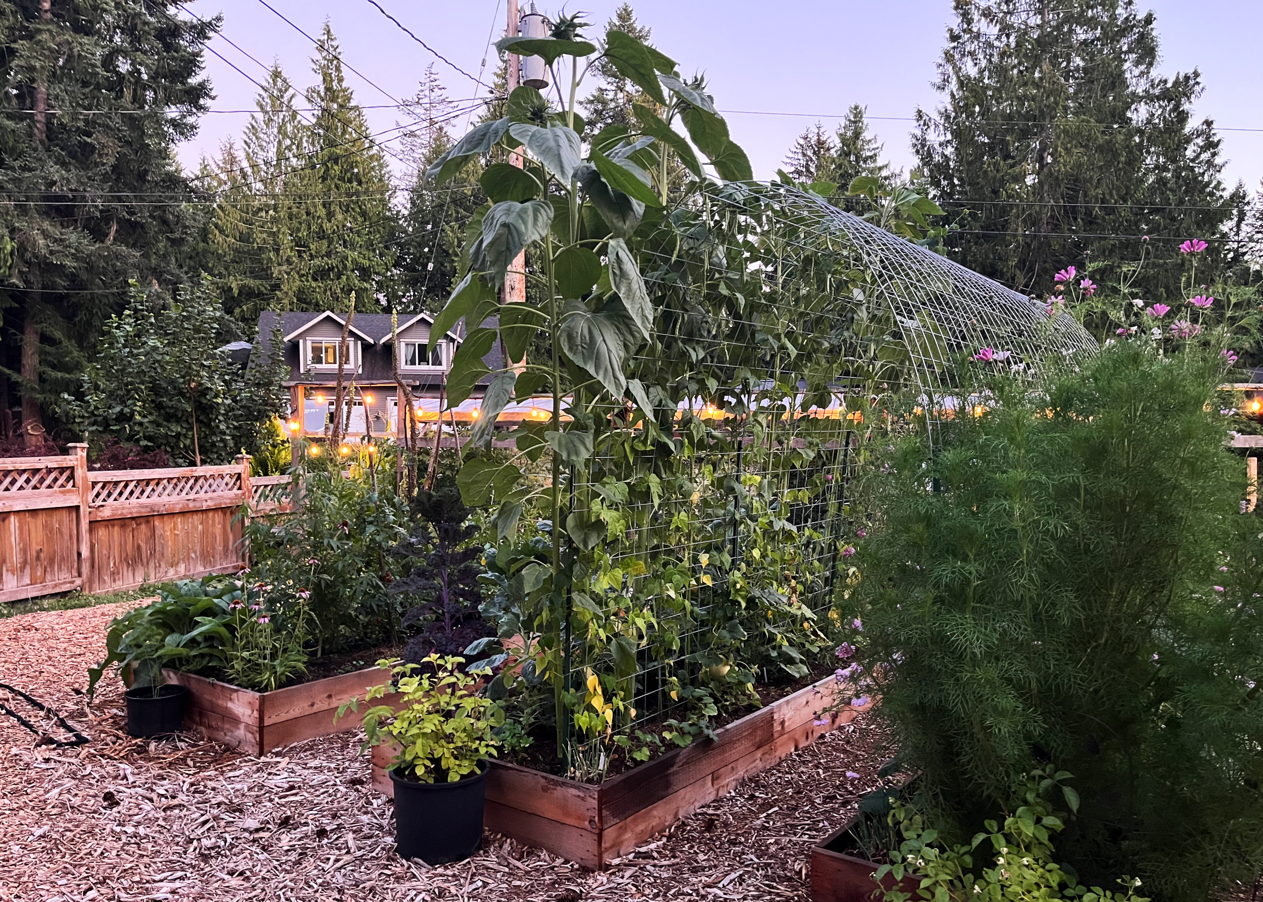 Beans growing over an arched trellis between two raised garden beds with plants in the foreground and string lights in the background.