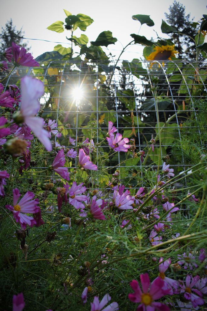 Morning sunlight shining through cosmos flowers against an arched trellis in the garden.