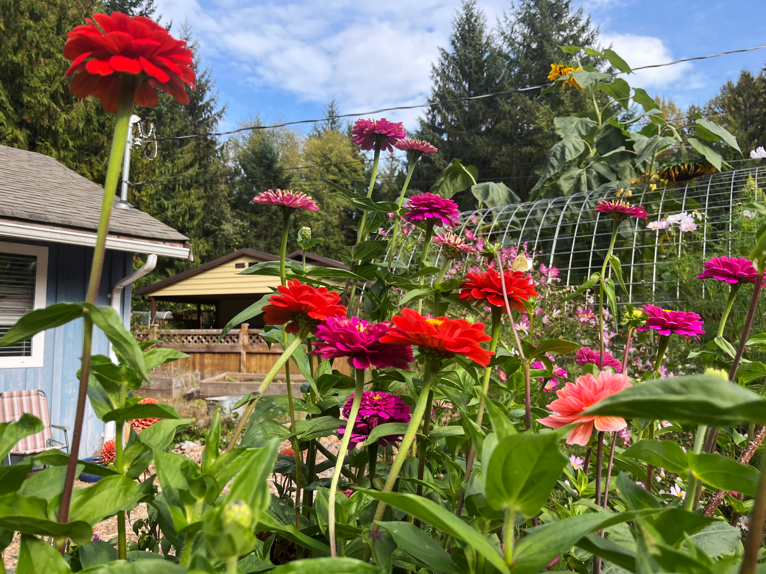 Zinnia and dahlias growing in a garden.